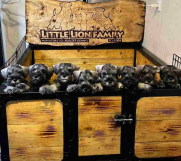 SrbijaOglasi - Patuljasti Snauceri biber so  